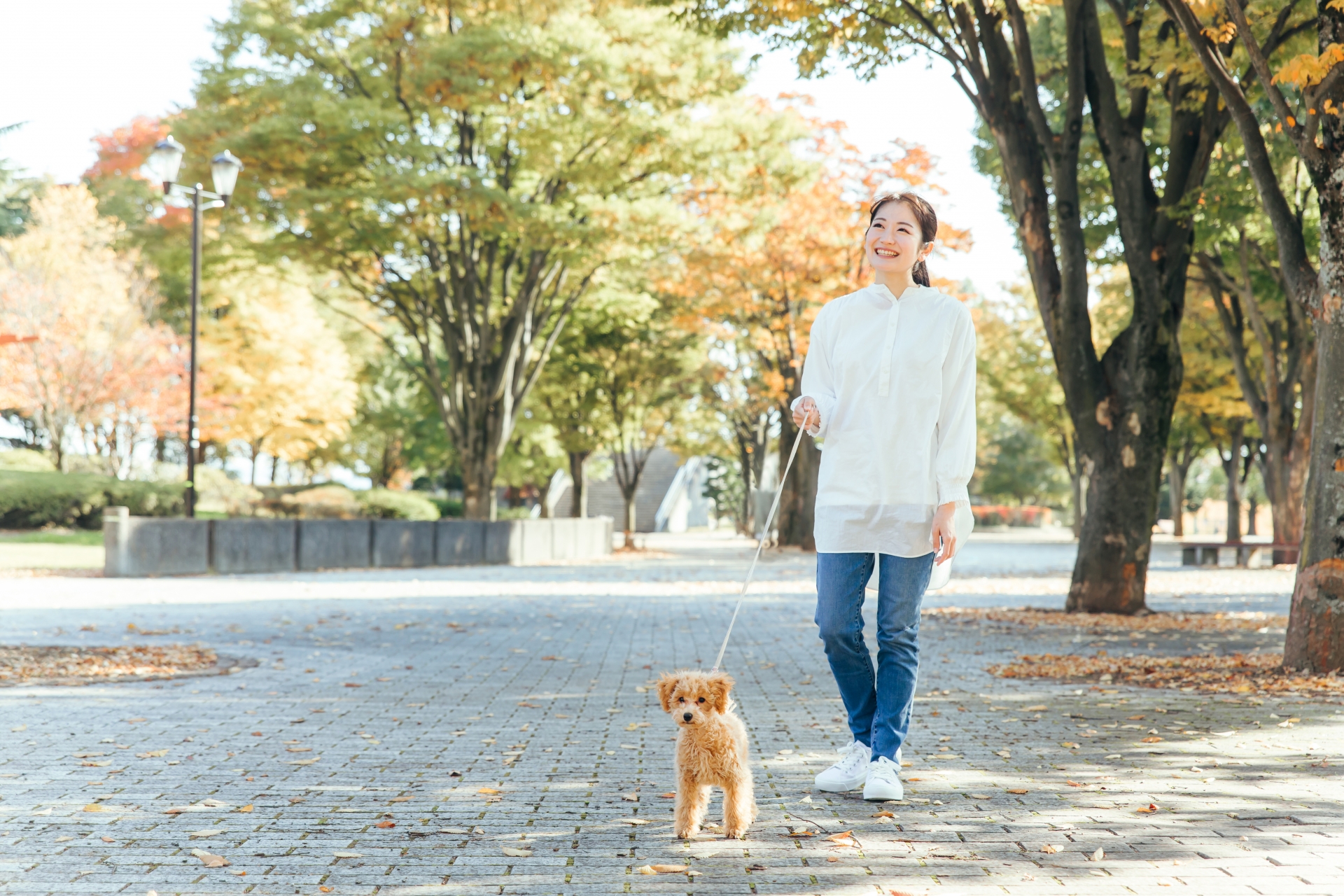 Woman in a white blouse walks a small fluffy dog on a leash along a sunlit autumn park path.