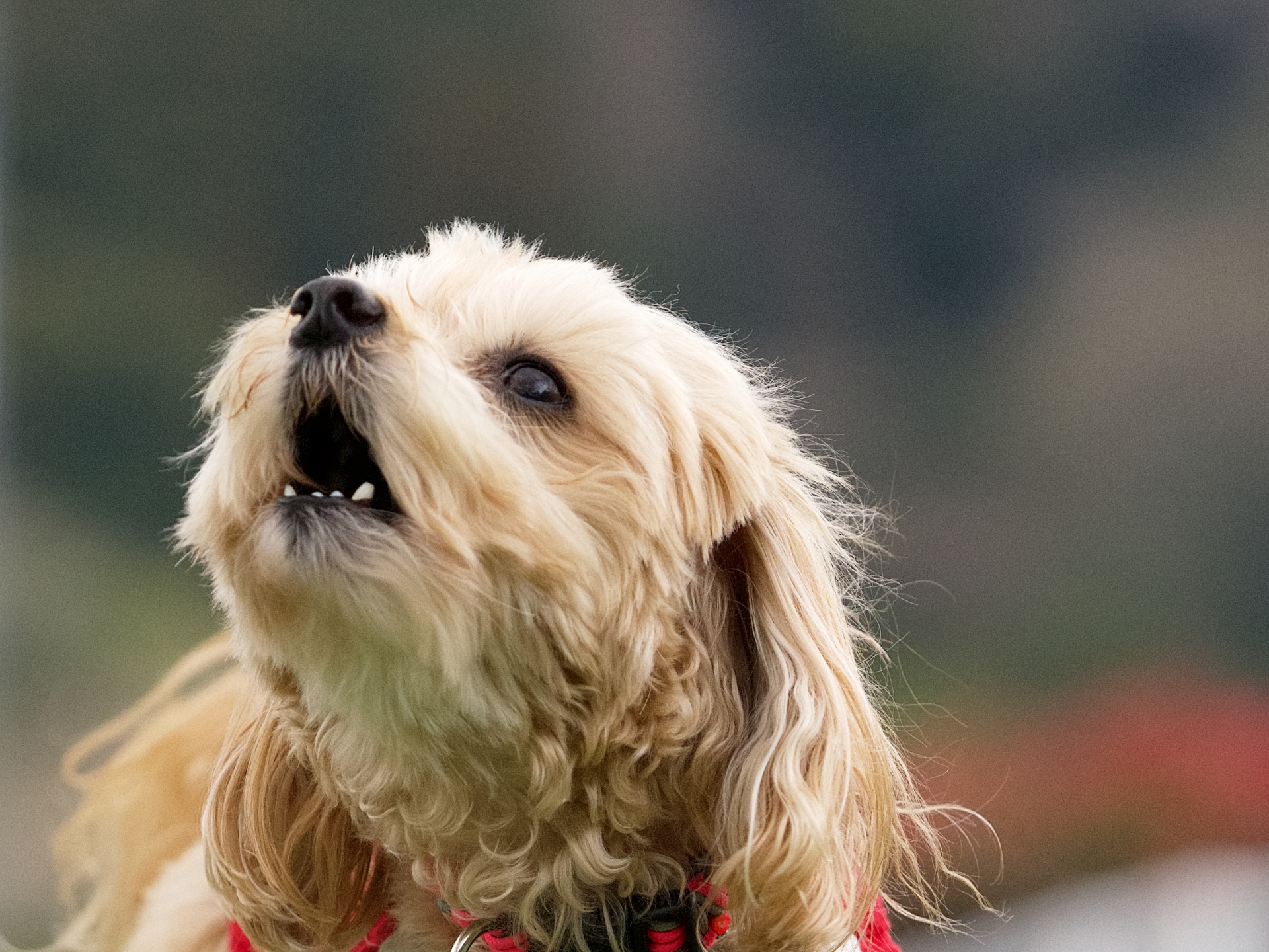 Close-up of a light brown, fluffy dog looking up with mouth open, outdoors with a blurred background.