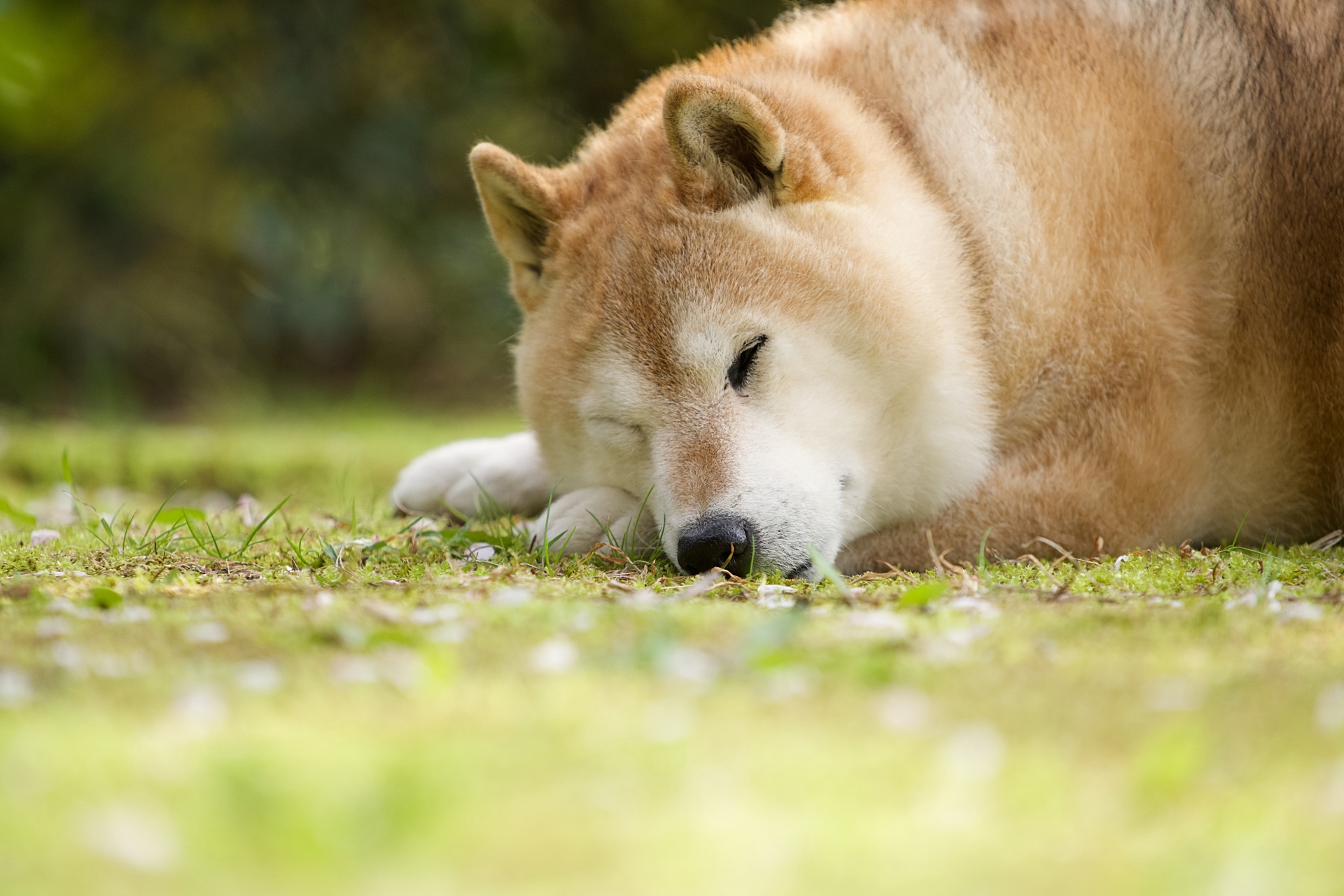 Dog curled up and sleeping on a grassy field in a sunny outdoor setting