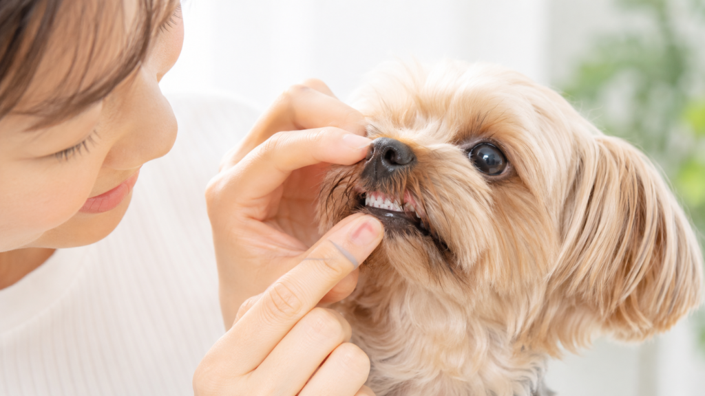 care-dental-02 | DOG-NAVI 犬の口元に触れて歯磨きに慣らす練習