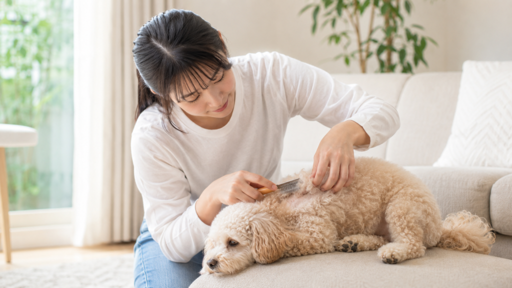 ブラッシングしながら犬の皮膚と被毛の状態を確認する様子