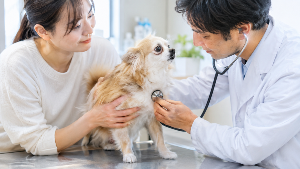 動物病院で獣医師の診察を受ける犬
